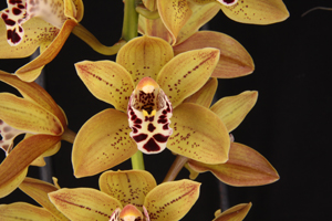 Cym. Moondog Memory ‘Tiny Bubbles’